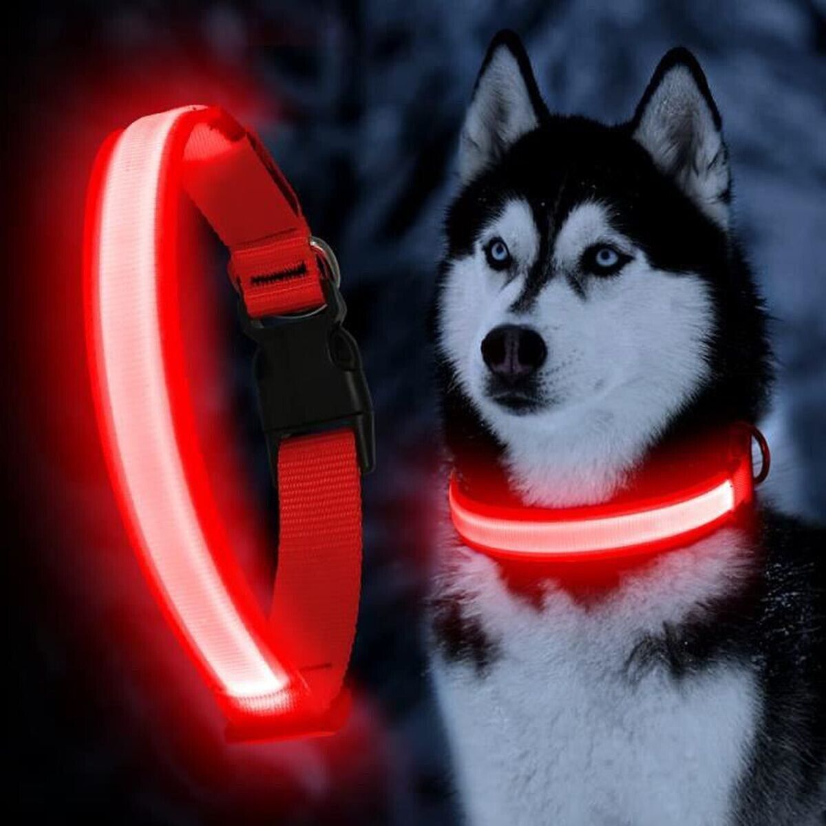 Collier LED pour chien